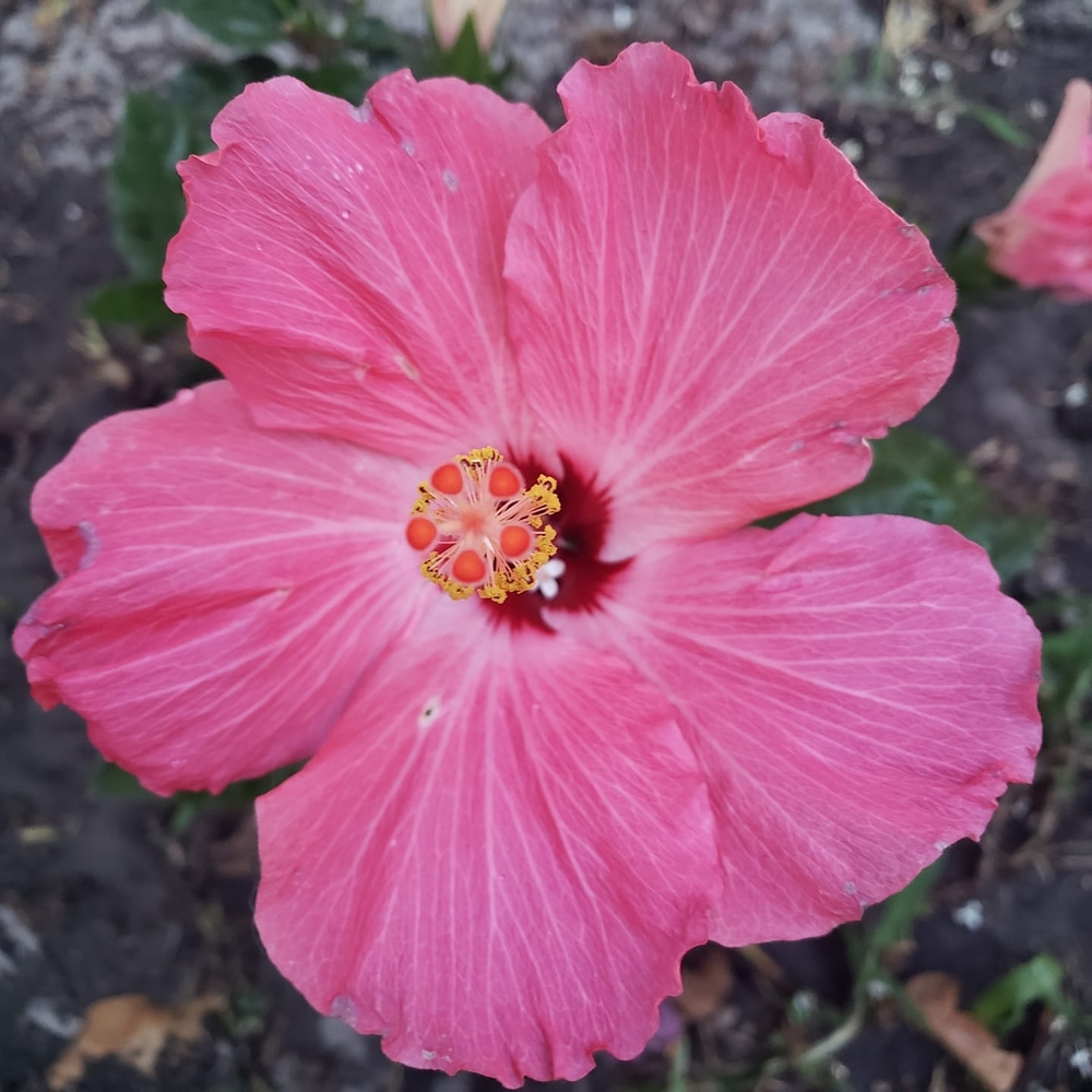 Meet your Posher, Ann